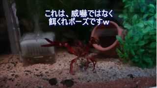 アメリカ　ザリガニ　ジョニー　の　餌くれ　ポーズ