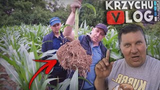 QQ Nie Zwalnia Tempa! 🌽 System Korzeniowy Kukurydzy 🌱 [KrzychuVlog#37] MafiaSolec