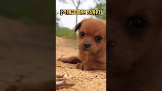 [전설이된 역대급 졸린 강아지] #졸림 #강아지 #귀여움주의