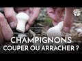 Faut-il couper ou arracher les champignons ?