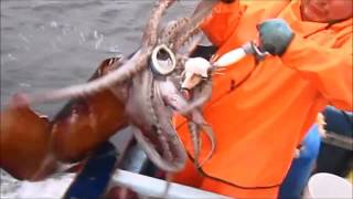 ตกปลาหมึกยักษ์ Monster Giant Squid