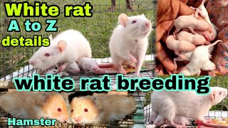 white rat A to Z details safed chuhe ko breeding karne ka sahi tarika safed chuhe kya kahte hai 100%