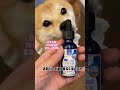 cute pet dog 番茄：沒有一粒米是白吃的！！