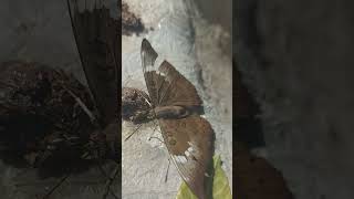 பட்டாம்பூச்சி  | Butterfly @animalzone