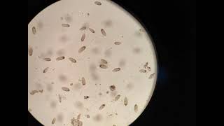 ปฏิบัติการเพาะเลี้ยง Protozoa ด้วยน้ำแช่ฟาง นักศึกษาคณะพยาบาลศาสตร์ ชั้นปีที่1 ปีการศึกษา 2563