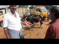 06 08 2024 matrapalli cattlemarket part 2