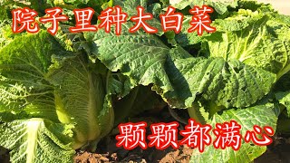 种大白菜～这样种植大白菜才会包心