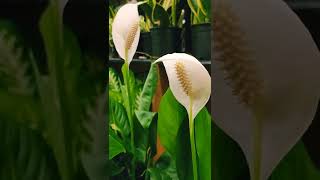 Peace lily brings good fortune, peace , Hope \u0026 prosperity into life .