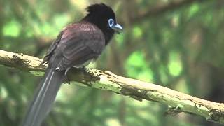 The Wildbird JAPAN - Terpsiphone atrocaudata(サンコウチョウ) Part 1