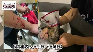 連飼主都被咬爆的小威要怎麼洗啦~準備血流成河喔！