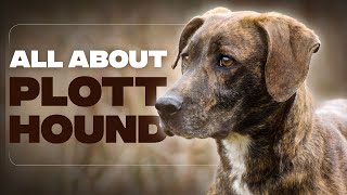 Plott Hound Dog Breed: 10 Amazing Facts You Must Know