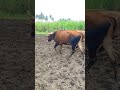 bull ploughing the field with bull bullock ploughing video bulls farms oxen cow bullock media