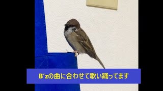 B’zで歌って踊るチーにマジ笑ろた