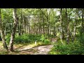 walking in fields and forests het gooi the netherlands 4k⁶⁰