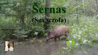 Šernai