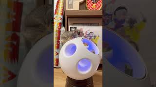 360度回る扇風機でメリーゴーランド風を楽しむお猿【ショウガラゴのピザトル】