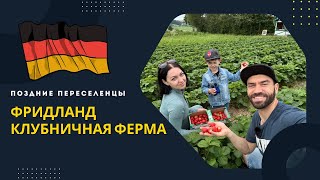 Поздние переселенцы.  Германия. Фридланд 2024 - Клубничная ферма