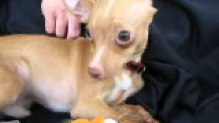 Video of adoptable pet named Eugene