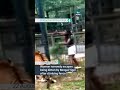 woman narrowly escapes being bitten by bengal tiger after climbing fence itvnews news