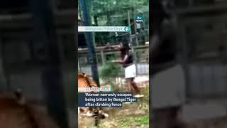 Woman narrowly escapes being bitten by Bengal Tiger after climbing fence #itvnews #news