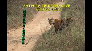 Satpura Tiger Reserve | Machali tigress Legacy: Encounter at Churna Gate#satpuratigerreserve