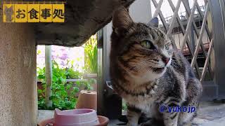 しっかり食べましたぁ　野良猫アメショちゃん　Stray cat　Restaurant