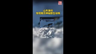 潍坊雪地惊现南方神秘野生动物果子狸！？村民发现后的做法值得学习！#奇闻奇事