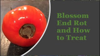 Blossom End Rot and How to Treat