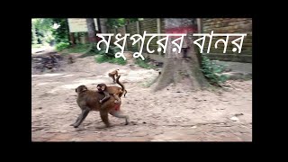 মধুপুরের বানর মধুপুরের বন্যপ্রাণী   Monkey