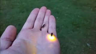 Firefly bugs mating on my hand.