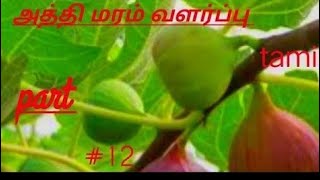 அத்தி மரம் வளர்ப்பு in tamil | part 12 in tamil