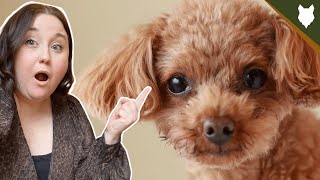 Why you SHOULDN'T get Toy Poodle