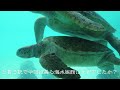 【沖縄旅行】美ら海水族館 黒潮の海 大水槽／海の中の特別指定席 からみるジンベイザメ！！圧巻の立ち泳ぎ！ okinawa churaumi aquarium ／whale shark