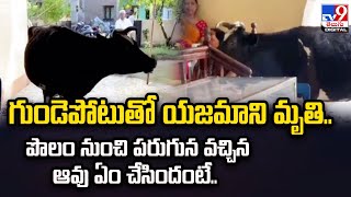 Viral : గుండెపోటుతో యజమాని మృతి..పొలం నుంచి పరుగున వచ్చిన ఆవు ఏం చేసిందంటే.. - TV9