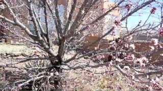 apricot blossoms