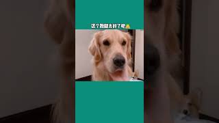 【金不拉毛抱抱】好像比男朋友還聽話？！#vlog #家有萌寵 #vlog日常 #萌寵 #金毛 #shorts