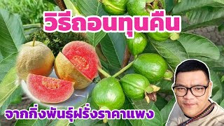 เคล็ดลับขยายพันธุ์ฝรั่งแดงให้ได้จำนวนมาก วิธีตัดแต่งต้นฝรั่งเพื่อขยายพันธุ์ | พี่ต้อม เกษตรอินทรีย์