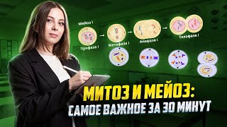 Митоз и мейоз: важные моменты за 30 минут I Биология ЕГЭ для 10 классов I Умскул