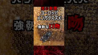 鳴り響く死の音色 ヨーロッパメンガタスズメ #動物 #雑学