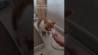 아직도 아빠가 불편한 지하주차장 길냥이 출신 꽁치 #고양이 #고양이일상 #shorts