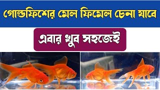 How to identify male and female goldfish in Bangla | Male female goldfish differences