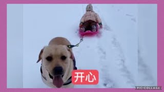 老四是一隻忠心護主的好狗💗❤️｜拉布拉多❤️💗💕