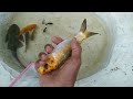 Woww..Very Happy Catching Beautiful Koi Fish, Lots  Of Molly Fish And Finding Lots Of Cute Toys