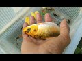 Woww..Very Happy Catching Beautiful Koi Fish, Lots  Of Molly Fish And Finding Lots Of Cute Toys