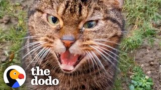 Stray Cat Shows Up At House And Chooses His New Mom | The Dodo