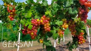 🇵🇭 MBX GRAPES VINEYARD | Walking tour | General Santos City | Mindanao Philippines