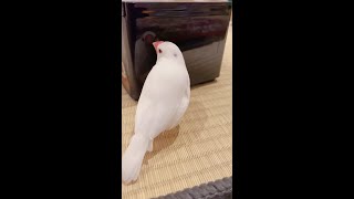 【白文鳥】ティッシュ入れで遊ぶ文鳥　新年2022初すず【Java sparrow】 #shorts