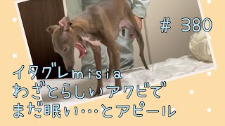 二度寝をする為に…眠たいアピールをするイタグレｍｉｓｉａ(ミーシャ)【生後380日】【うちの子313日目】【イタリアングレーハウンド】【パピー卒業】【2021年5月17日生まれ】