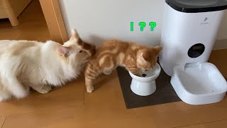 小さな泥棒猫が出現しました笑～子猫が先住猫のご飯を食べちゃう～【短足マンチカン】The appearance of a small thief cat!!