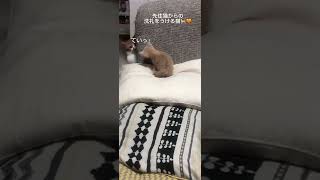 先住猫の洗礼を受ける子猫　#shorts #short #cat #cats #猫　#ネコ